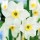  (01/12/2021) Narcissus 'Lieke' added by Shoot)
