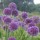  (03/12/2021) Allium 'Lavender Bubbles' added by Shoot)