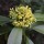  (14/12/2021) Pittosporum daphniphylloides added by Shoot)