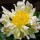  (22/12/2021) Paeonia lactiflora 'Green Lotus' added by Shoot)