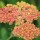 Achillea 'Walther Funcke' Added by Nicola
