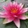 (29/12/2021) Nymphaea 'Rembrandt' added by Shoot)