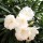  (10/01/2022) Nerium oleander 'Album Plenum' added by Shoot)