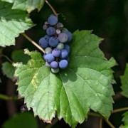  (10/01/2022) Vitis labrusca added by Shoot)