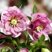  (12/01/2022) Helleborus x hybridus 'SP Lily' (Spring Promise Series) added by Shoot)