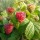  (12/01/2022) Rubus idaeus 'BonBonBerry Yummy' added by Shoot)