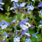 (14/01/2022) Salvia 'African Sky' added by Shoot)