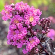  (14/01/2022) Lagerstroemia 'Lavender Lace' (Black Diamond Series) added by Shoot)