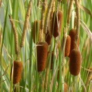  (18/01/2022) Typha lugdunensis added by Shoot)