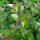  (19/01/2022) Lonicera ligustrina var. yunnanensis 'Copper Glow' (Garden Clouds) Series) added by Shoot)