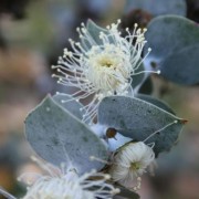  (24/01/2022) Eucalyptus pulverulenta 'Baby Blue' added by Shoot)