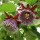  (24/01/2022) Passiflora quadrangularis added by Shoot)