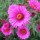 (26/01/2022) Symphyotrichum novae-angliae 'Andenken an Paul Gerber' added by Shoot)