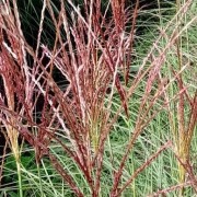  (03/02/2022) Miscanthus sinensis 'Sunlit Satin' added by Shoot)