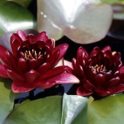  (10/02/2022) Nymphaea 'Black Princess' added by Shoot)