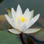  (11/02/2022) Nymphaea 'Snow Princess' added by Shoot)