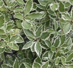 Pittosporum tenuifolium 'Malahide'