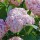  (17/02/2022) Hydrangea arborescens 'Candybelle Bubblegum' added by Shoot)