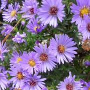  (21/02/2022) Symphyotrichum 'Wood's Blue' added by Shoot)