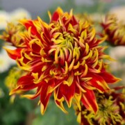  (22/02/2022) Chrysanthemum 'Granatapfel' added by Shoot)
