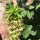 Eucomis in flower 2018 Added by Nathalie