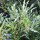  (24/02/2022) Laurus nobilis f. angustifolia  added by Shoot)