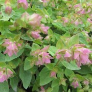  (25/02/2022) Origanum 'Dingle Fairy' added by Shoot)