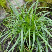  (02/03/2022) Carex 'Ribbon Falls' added by Shoot)