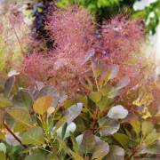  (02/03/2022) Cotinus coggygria 'Flamissimo' added by Shoot)