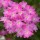  (11/03/2022) Glandularia 'Enchantment Hot Pink' (Enchantment Series) added by Shoot)