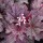  (15/03/2022) X Heucherella 'Plum Cascade' (Cascade Series) added by Shoot)
