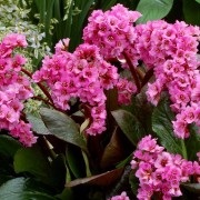  (15/03/2022) Bergenia 'Spring Fling' (Dragonfly Series)  added by Shoot)