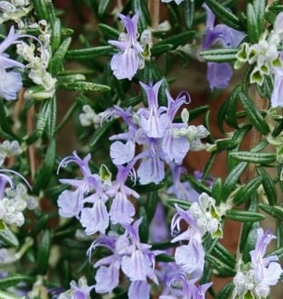Salvia 'Blue Cascade'