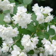  (24/03/2022) Philadelphus 'Snowstorm' added by Shoot)
