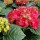  (30/03/2022) Hydrangea macrophylla 'Royal Red' added by Shoot)
