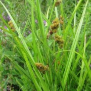  (07/04/2022) Carex cristatella added by Shoot)