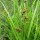  (07/04/2022) Carex cristatella added by Shoot)