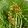  (08/04/2022) Carex bebbii added by Shoot)