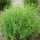  (09/04/2022) Carex muskingumensis 'Little Midge' added by Shoot)
