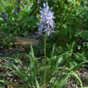  (11/04/2022) Camassia scilloides added by Shoot)