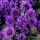  (11/04/2022) Symphyotrichum novae-angliae 'Grape Crush' added by Shoot)
