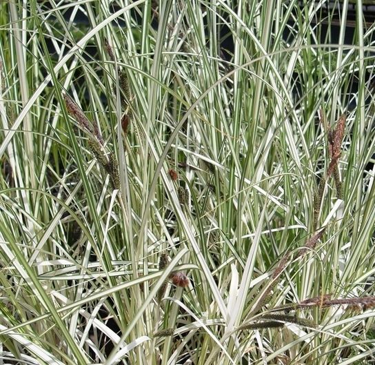 Carex acuta 'Variegata'