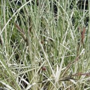  (25/04/2022) Carex acuta 'Variegata' added by Shoot)