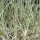  (25/04/2022) Carex acuta 'Variegata' added by Shoot)