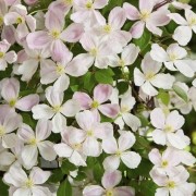  (04/05/2022) Clematis montant 'Fenne' added by Shoot)