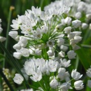  (05/05/2022) Allium neapolitanum added by Shoot)