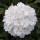  (17/05/2022) Glandularia peruviana 'Endurascape White' (Endurascape Series) added by Shoot)