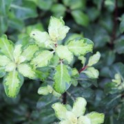  (06/06/2022) Pittosporum tenuifolium 'Coxhill Gold' added by Shoot)