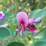  (07/06/2022) Lespedeza thunbergii subsp. formosa added by Shoot)