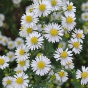  (10/06/2022) Symphyotrichum ericoides 'White Heather' added by Shoot)